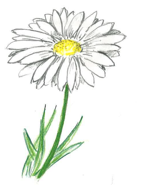 Blume, Zeichnung von Jochen Schwemm