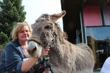 Frettchen, Pony & Co?Gabis mobiler Zoo im Wohnen im Alter