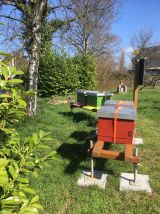 Fliedner-Stiftung: Imkerei Spinka im Haus Engelbert - Die Arbeit der vier Bienenvölker unterstützt das Vorhaben "Grünes Haus"